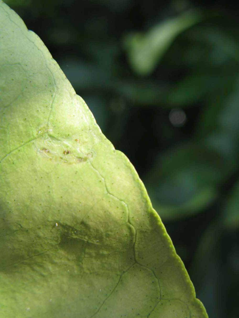              Margin (Winter Haven, FL)       